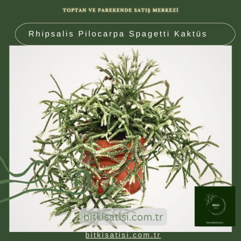 Rhipsalis Pilocarpa Spagetti Kaktüs