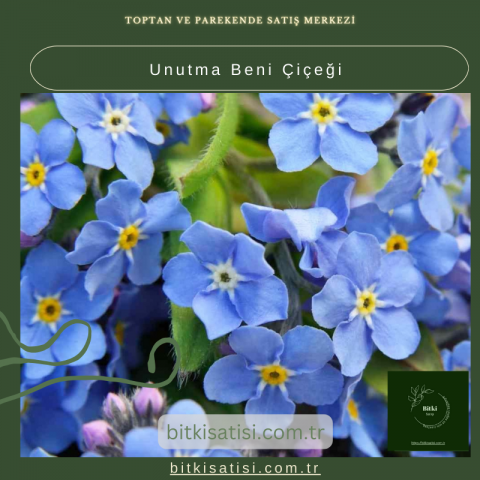 Romantik Hediye: Unutma Beni Çiçeği İle Sevginizi İfade Edin