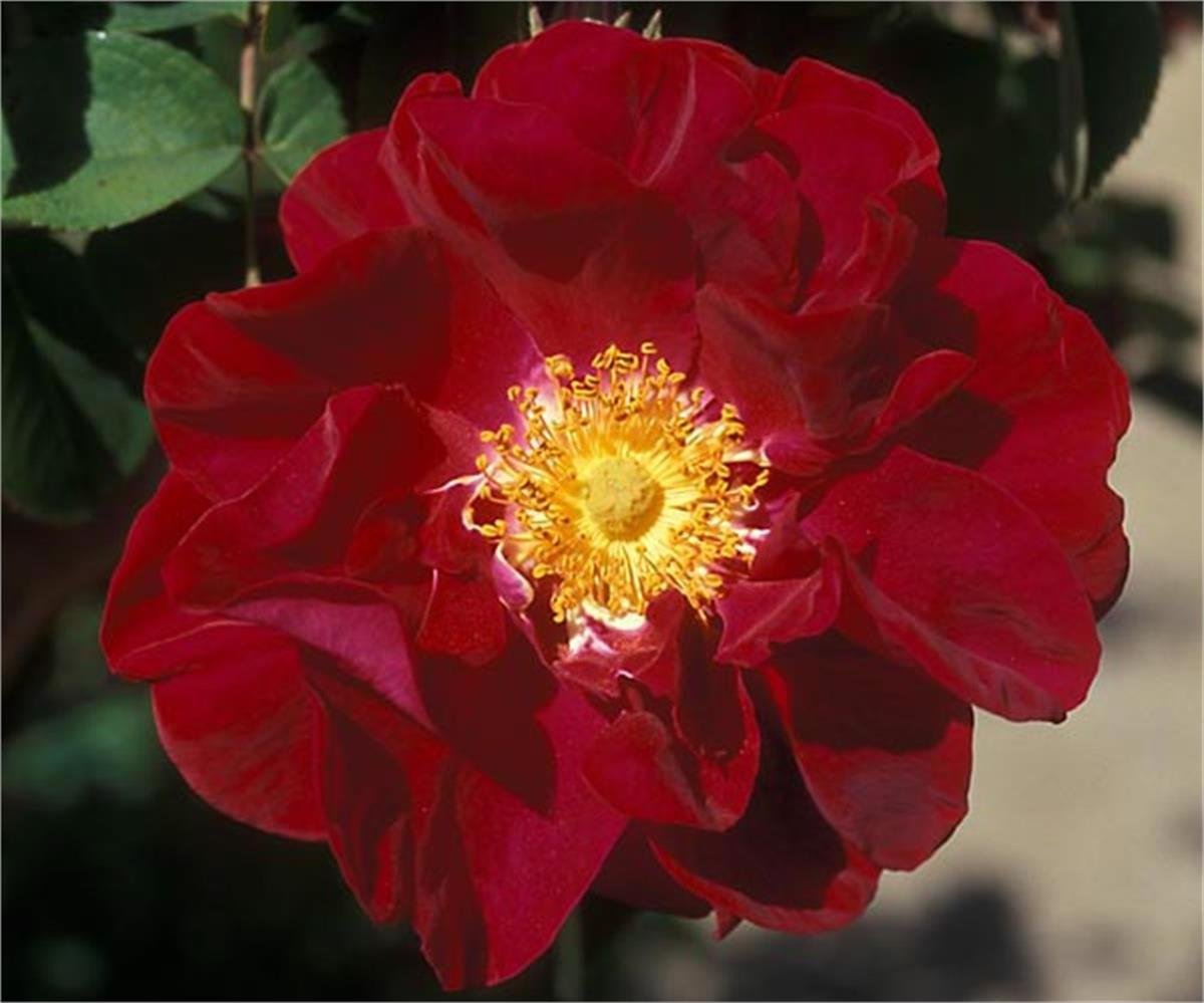 Rosa Galica Fidanı: Güzellik ve Kokuyu Bahçenize Taşıyın