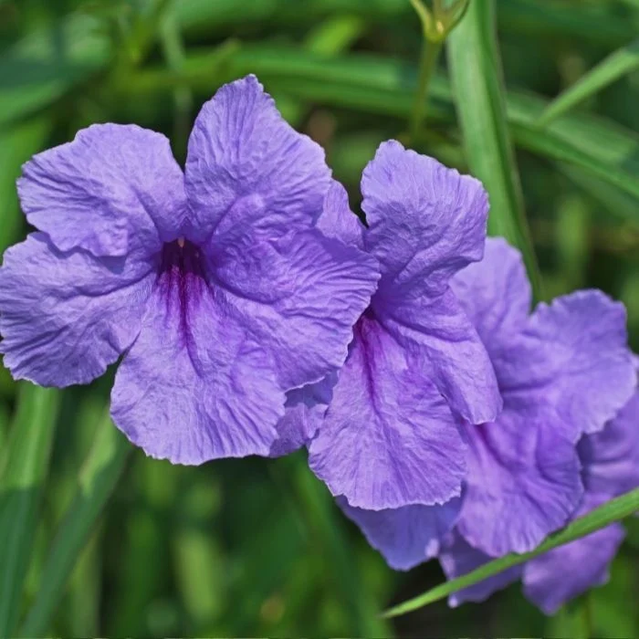 Ruellia Çiçeği Satışı | Meksika Petunyası İle Bahçenizi Şenlendirin