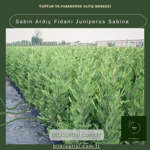 Sabin Ardıç Fidanı Juniperus Sabina