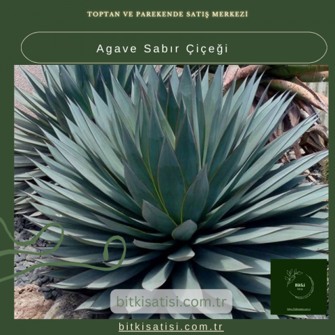 Sabırla Büyüyen Agave Sabır Çiçeği İle Bahçenizi Süsleyin