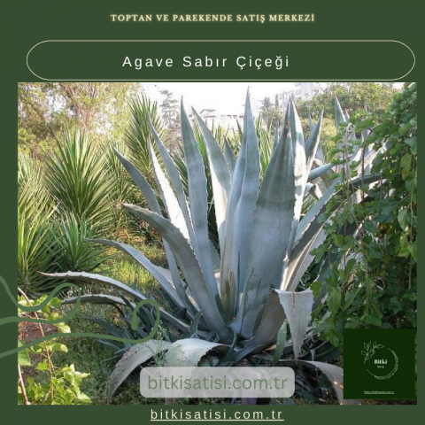 Sabırla Büyüyen Agave Sabır Çiçeği İle Bahçenizi Süsleyin