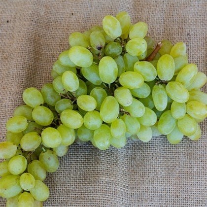 Safranbolu Çavuş Üzümü Asması: Yüksek Verim, Aromatik Tat