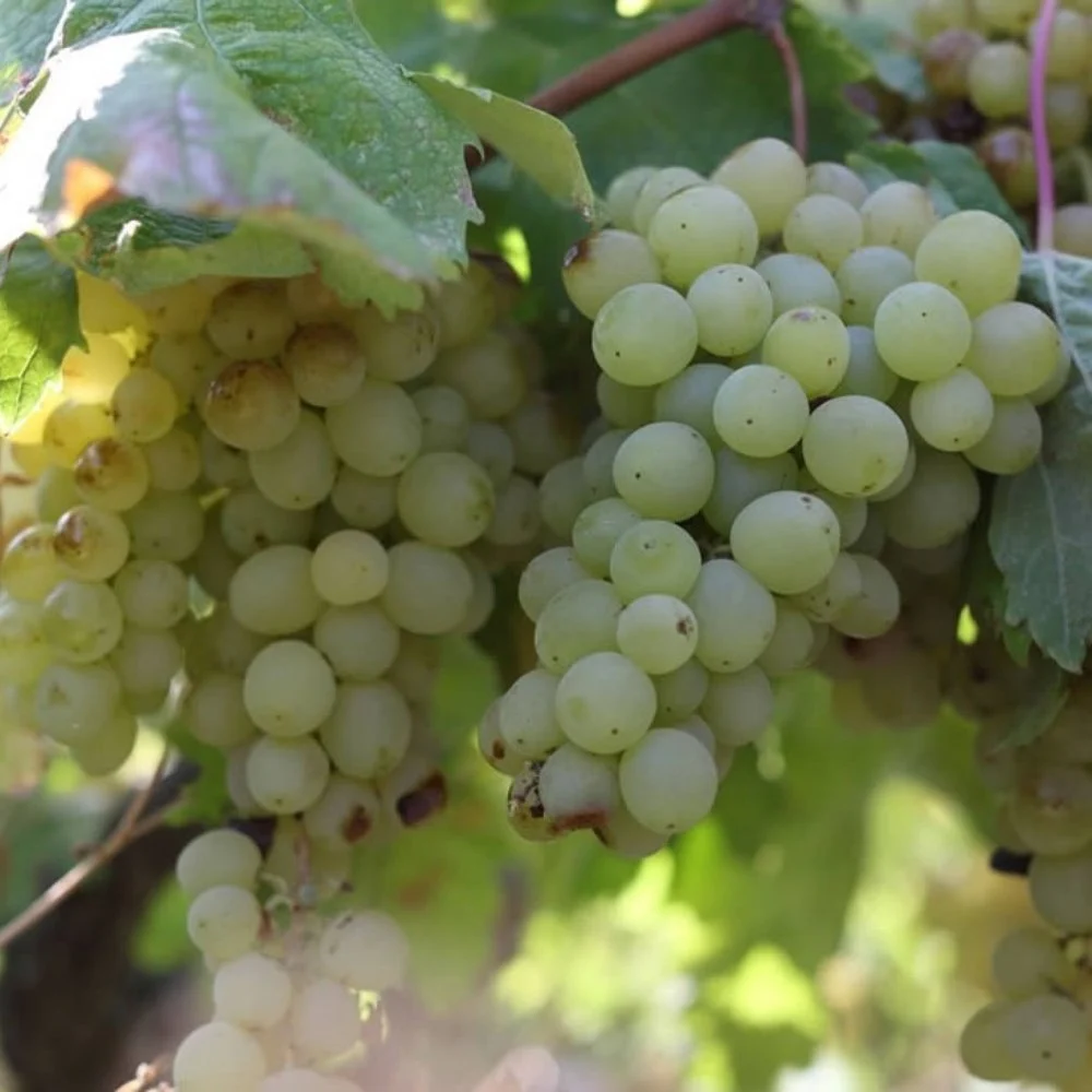 Safranbolu Çavuş Üzümü Asması: Yüksek Verim, Aromatik Tat