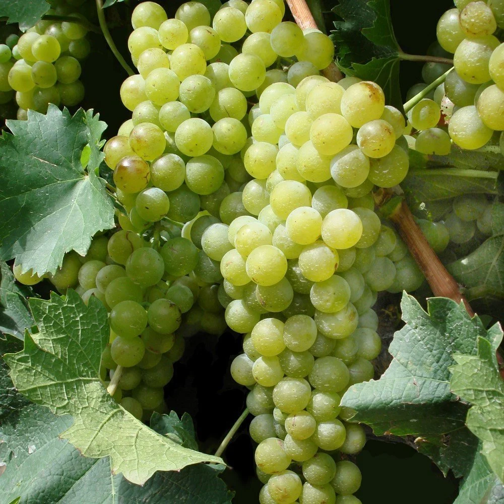 Safranbolu Çavuş Üzümü Asması: Yüksek Verim, Aromatik Tat