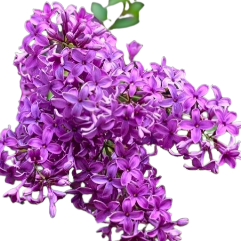 Saksıda Kokulu Mor Leylak Ağacı