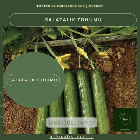 Salatalık Tohumu 50 Adet Kolay Yetişir
