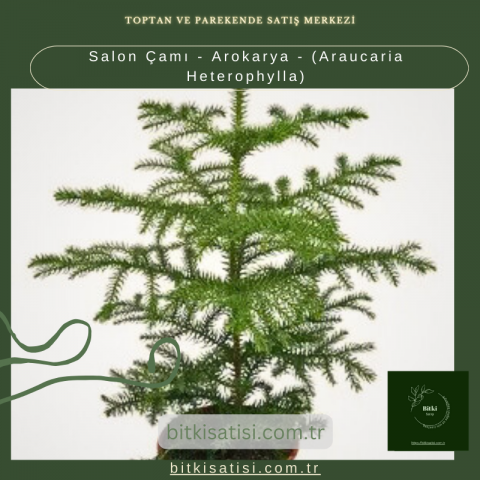 Salon Çamı - Arokarya - (Araucaria Heterophylla)