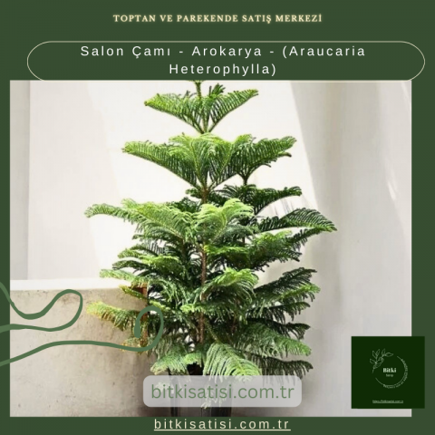 Salon Çamı - Arokarya - (Araucaria Heterophylla)
