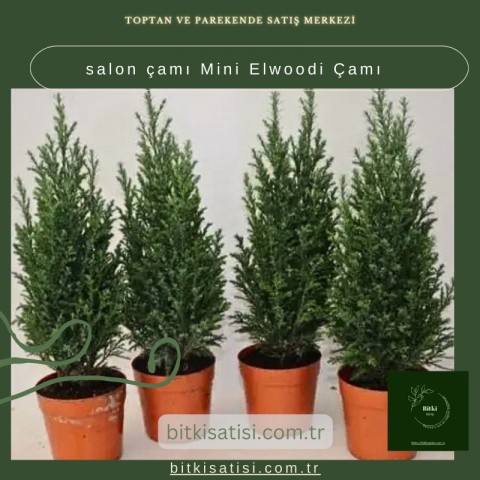 Salon Çamı Mini Elwoodi Çamı