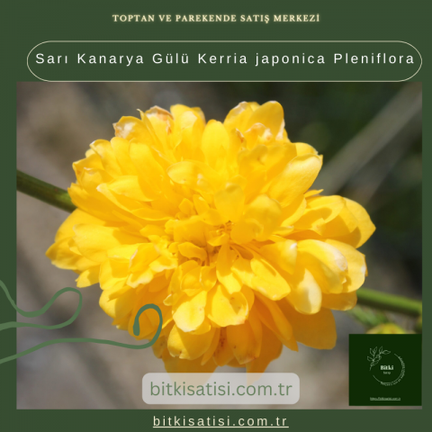 Sarı Kanarya Gülü Kerria japonica Pleniflora