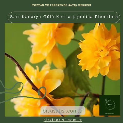 Sarı Kanarya Gülü Kerria japonica Pleniflora