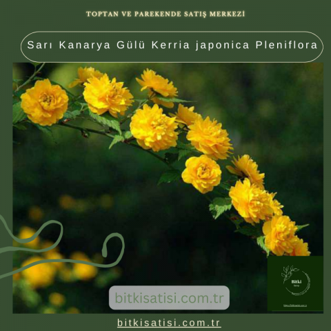 Sarı Kanarya Gülü Kerria japonica Pleniflora