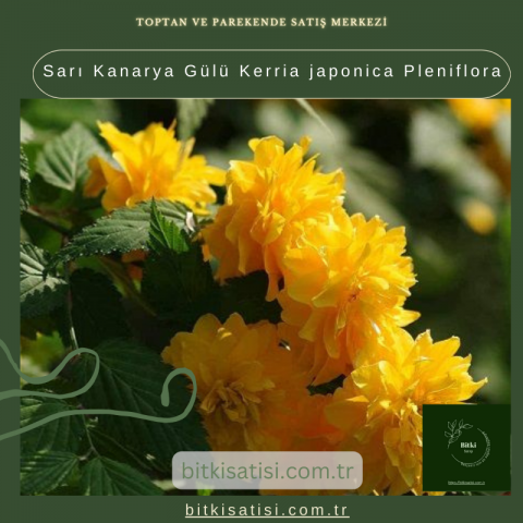 Sarı Kanarya Gülü Kerria japonica Pleniflora