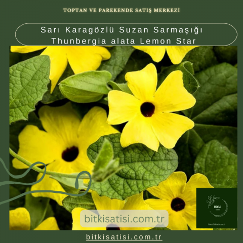 Sarı Karagözlü Suzan Sarmaşığı Thunbergia alata Lemon Star