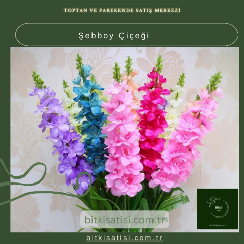 Şebboy Çiçeği: Evinizde Baharın Tüm Renklerini Taşıyın