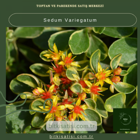 Sedum Variegatum Çiçeğiyle Evinizi Doğal Bir Şıklıkla Süsleyin