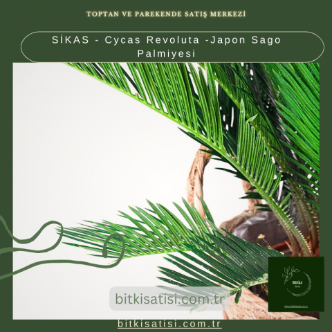 SİKAS - Cycas Revoluta -Japon Sago Palmiyesi
