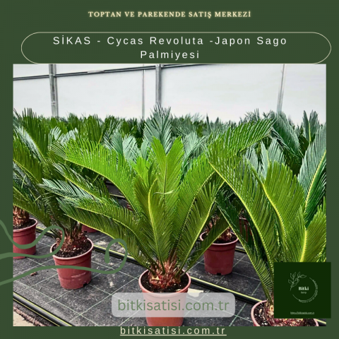 SİKAS - Cycas Revoluta -Japon Sago Palmiyesi