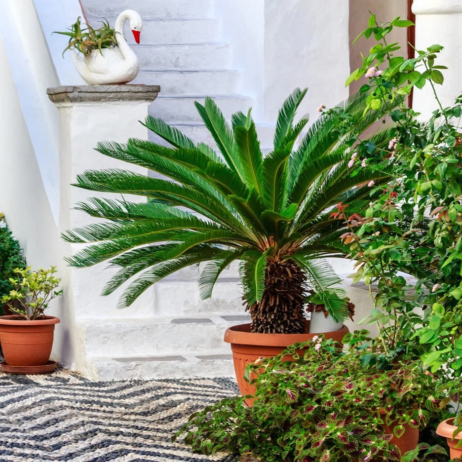 Sikas Palmiye Ağacı İle Bahçenizi Güzelleştirin – Estetik ve Dayanıklı