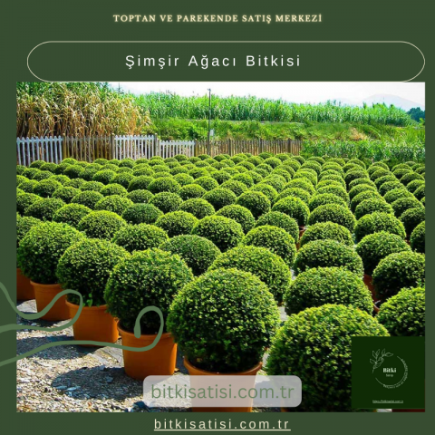 Şimşir Ağacı Bitkisi