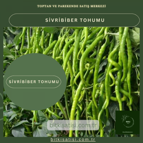 Sivri Biber Tohumu 10 Gr  Kolay Tutar