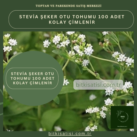 Stevia şeker Otu Tohumu 100 Adet Kolay çimlenir