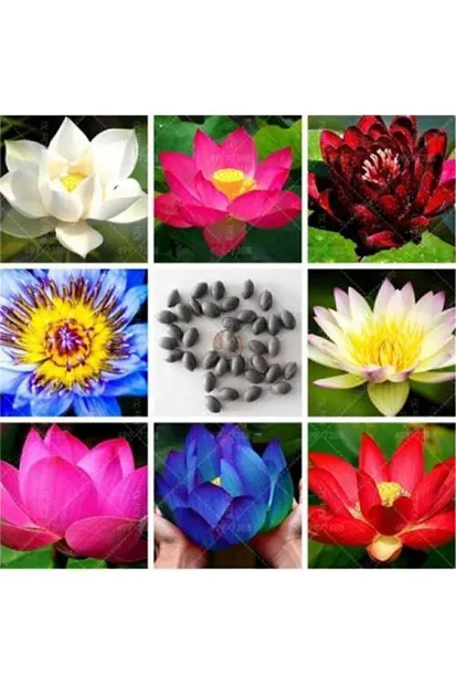 Suda yetişen 5 Renk Lotus Tohumları. Kolay çimlenir. Hızlı Kargo.
