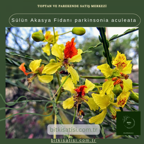 Sülün Akasya Fidanı parkinsonia aculeata