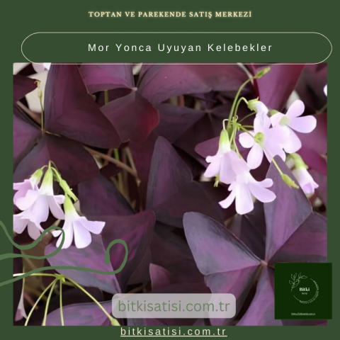SÜS YONCASI-UÇAN KELEBEKLER ÇİÇEĞİ 20-40cm
