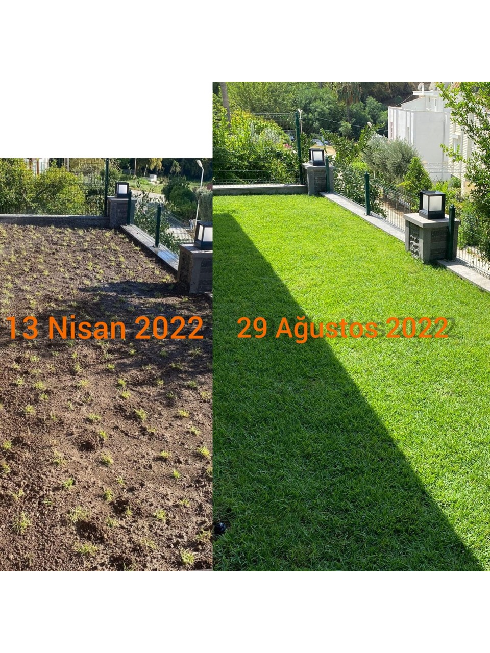 Oasis Susuz Çim Yama ve Deneme Dikim Paketi