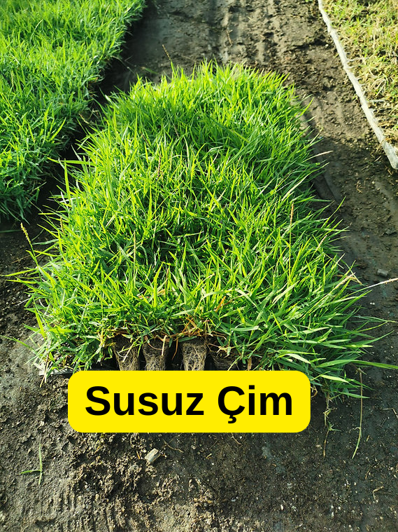 Oasis Susuz Çim Yama ve Deneme Dikim Paketi