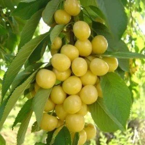 Tatlı Sarı Kiraz Fidanı ile Bahçenizde Efsane Lezzet!