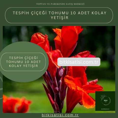 Tespih Çiçeği Tohumu 10 Adet Kolay Yetişir