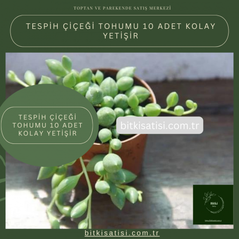 Tespih Çiçeği Tohumu 10 Adet Kolay Yetişir
