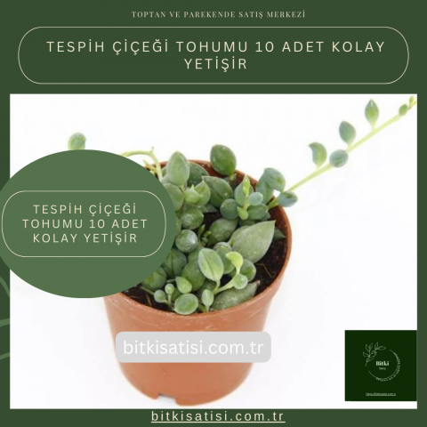 Tespih Çiçeği Tohumu 10 Adet Kolay Yetişir