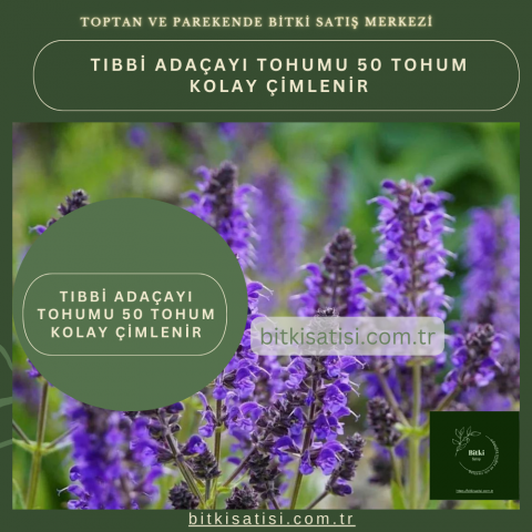 Tıbbi Adaçayı Tohumu 50 Tohum Kolay Çimlenir