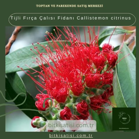 Tijli Fırça Çalısı Fidanı Callistemon citrinus