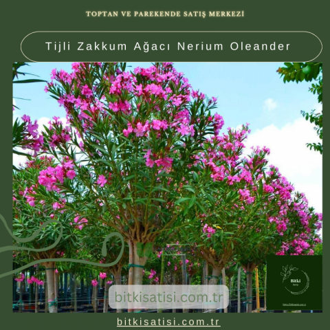 Tijli Zakkum Ağacı Nerium Oleander