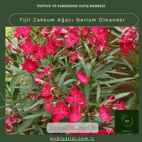 Tijli Zakkum Ağacı Nerium Oleander