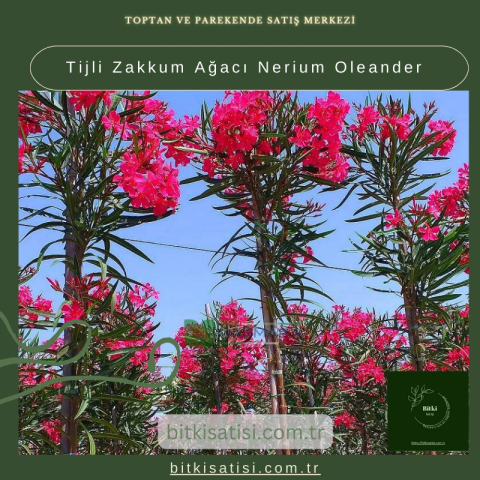 Tijli Zakkum Ağacı Nerium Oleander