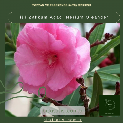 Tijli Zakkum Ağacı Nerium Oleander