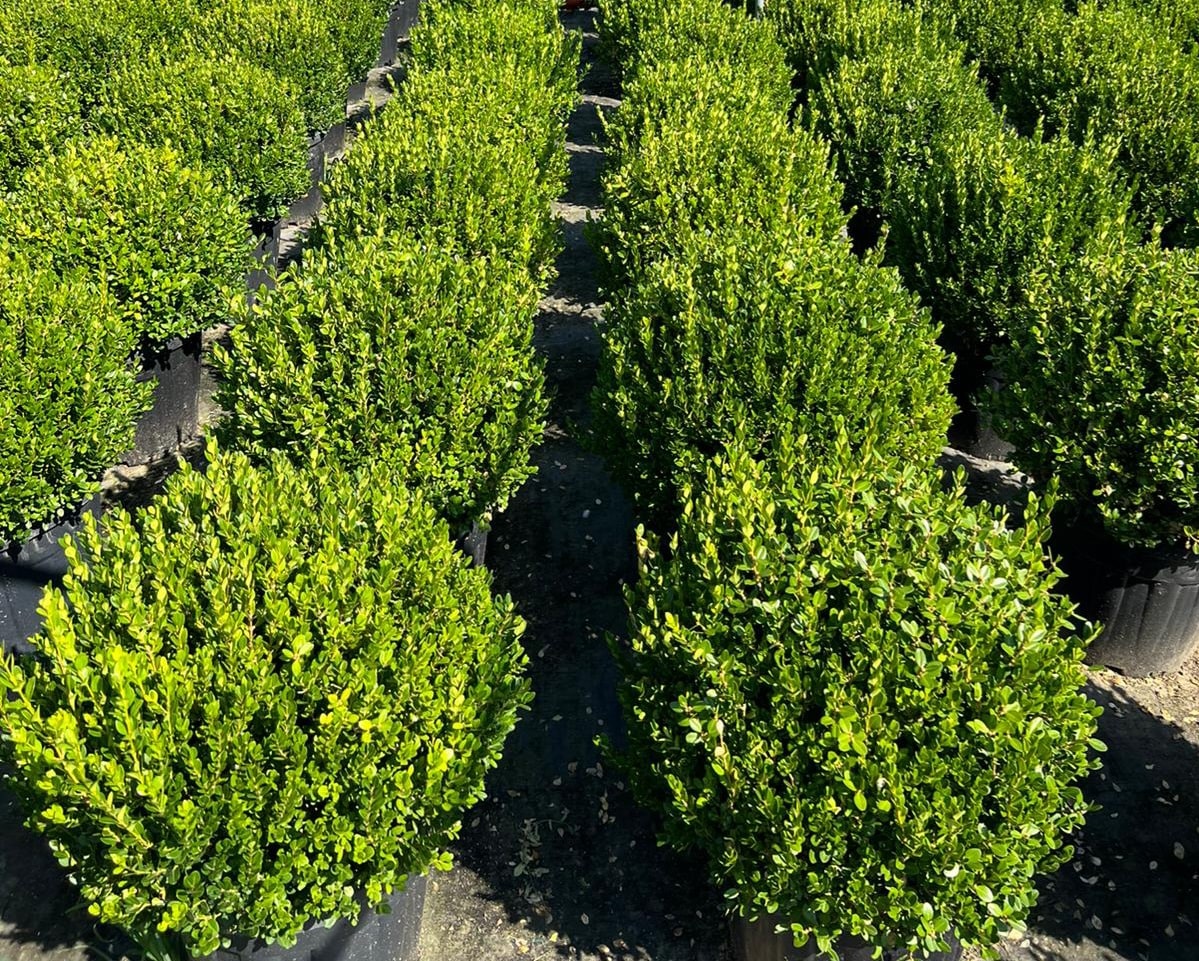 Top Şimşir Bitkisi Al | Yuvarlak Şekilli Topiary İle Peyzajınıza Zarafet Ekleyin