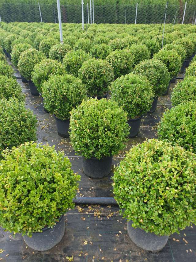 Top Şimşir Bitkisi Al | Yuvarlak Şekilli Topiary İle Peyzajınıza Zarafet Ekleyin