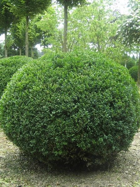 Top Şimşir Bitkisi Al | Yuvarlak Şekilli Topiary İle Peyzajınıza Zarafet Ekleyin
