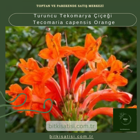 Turuncu Tekomarya Çiçeği Tecomaria capensis Orange