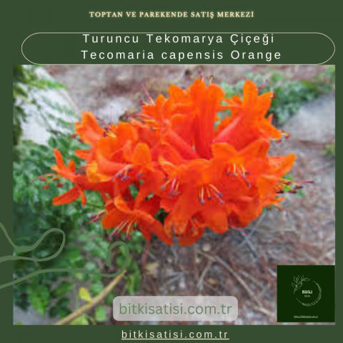 Turuncu Tekomarya Çiçeği Tecomaria capensis Orange