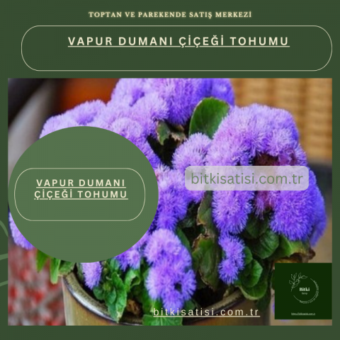 Vapur Dumanı çiçeği Tohumu 100 Adet Kolay Tutar