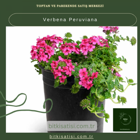Verbena Peruviana Satın Al – Bahçenizde Renk Dalgası Oluşturun!